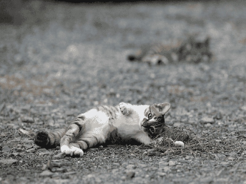 试管配不出囊胚,抽血化验橙色试管